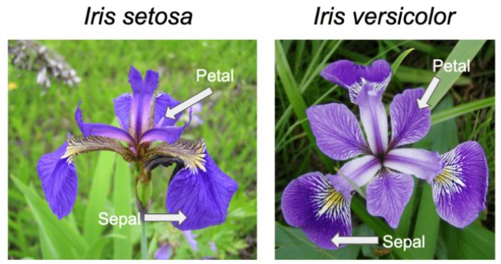 Iris Flower Classification Model